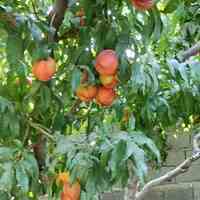 فروش باغ میوه 