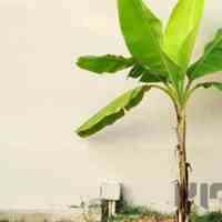 انواع درخت موز با قیمت هایی عالی