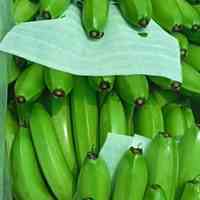 فروش موز سبز هندی