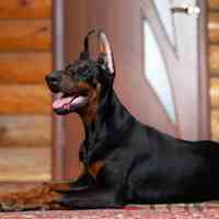 فروش توله سگ دوبرمن پینچر و اروپایی_قیمت سگ 