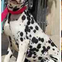 فروش سگ دالمیشن کم خال و پر خال