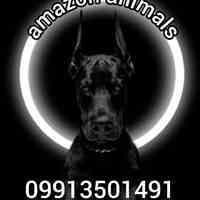 مرکز پرورش سگ دوبرمن توله و بالغ در تهران