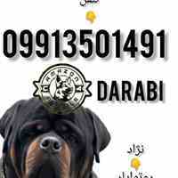فروش سگ روتوایلر در مجموعه آمازون 