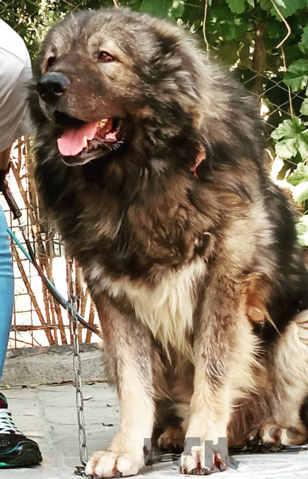 سگ قفقازی درشت فروش توله سه ماهه