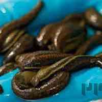 آموزش پرورش و تکثیر زالو به صورت تخصصی 