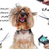 ارائه ی خدمات اصلاح ، ناخن ، شست و شو حیوانات خانگی در پت شاپ هارمونی