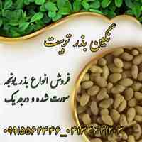 فروش انواع بذر یونجه و علوفه سس گیری شده  و بوجاری شده و درجه یک ارسال به سراسر ایران 