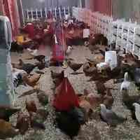 جوجه و تخم نطفه دار مرغ 