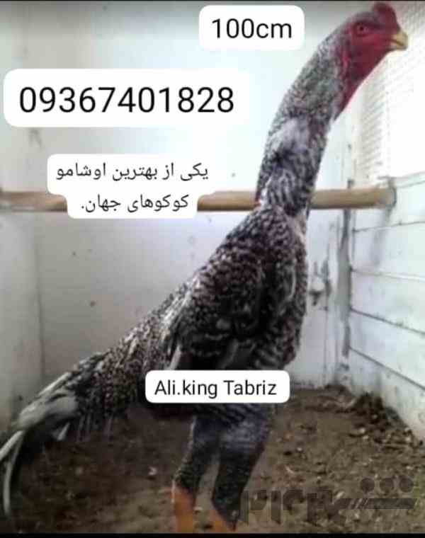 لاری شامو.اوشامو بالای یک متر 