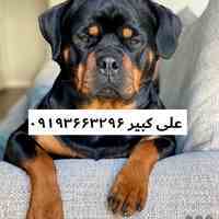 خرید و فروش سگ روتوایلر   قیمت سگ روتوایلر  وارداتی