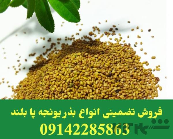 فروش بذر یونجه در شیراز