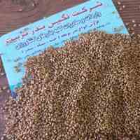 فروش انواع بذر یونجه وعلوفه 