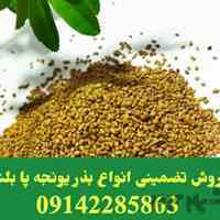 فروش بذر یونجه در شیراز