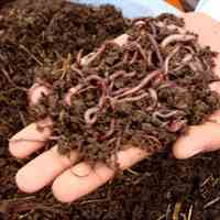 فروش سبد کرم و بستر و کود ارگانیک