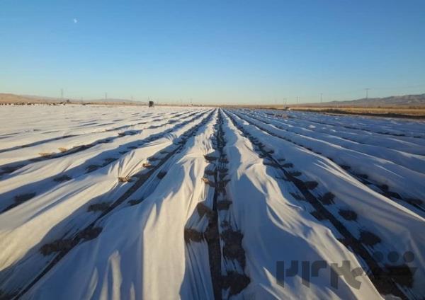 فوم های ضد سرما