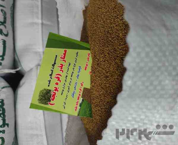 تولید بذر یونجه