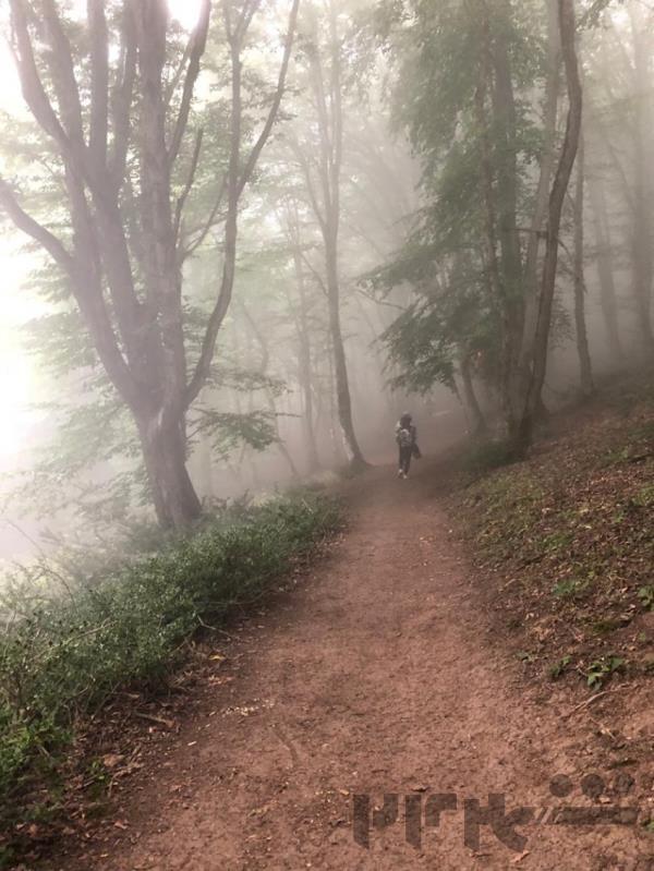 تور یک روزه جنگل الیمستان ویژه 16 ابان