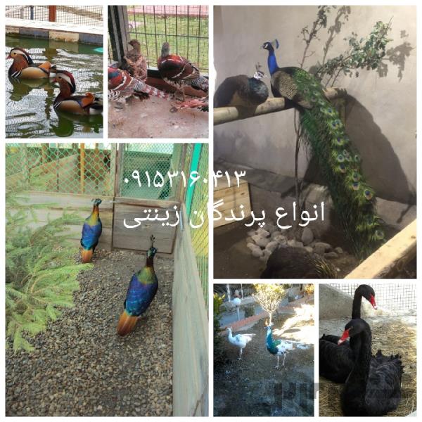 فروش قرقاول و طاووس و تخم نطفه دار