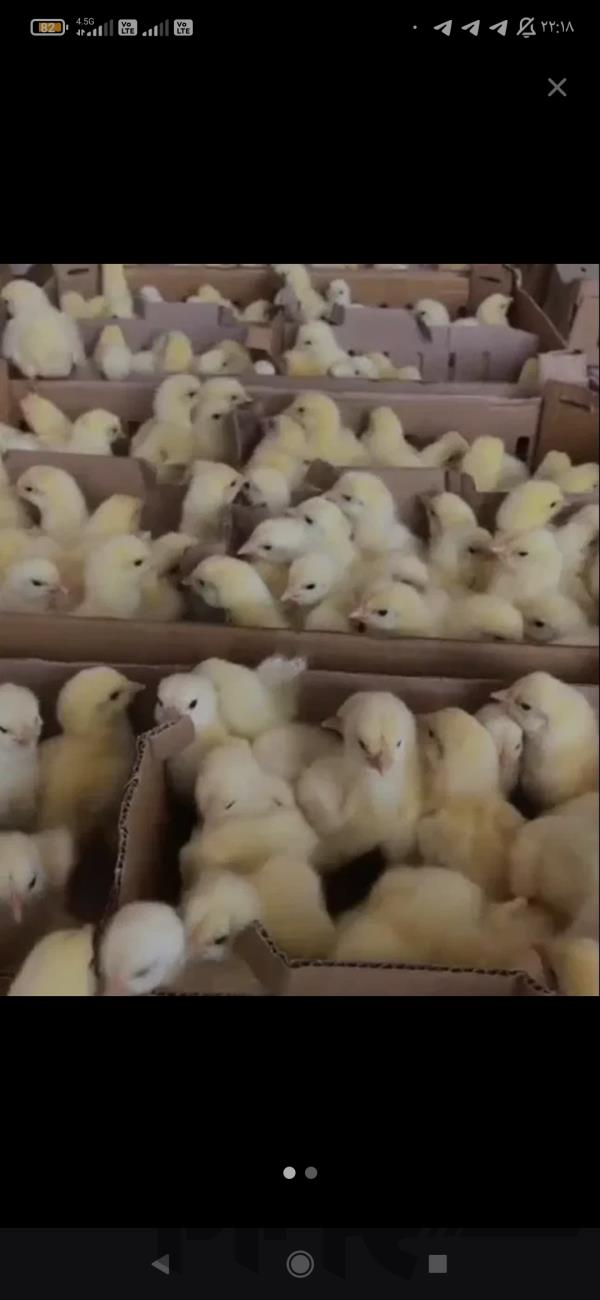 فروش جوجه یک روزه گوشتی مستقیم از تولید کننده 