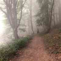 تور یک روزه جنگل الیمستان ویژه 16 ابان