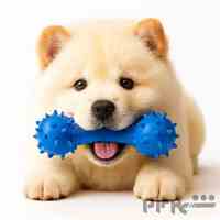 پت شاپ اینترنتی دم تکون خرید وسایل نگه داری سگ و گربه عمده و خرده