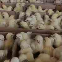 فروش جوجه یک روزه گوشتی مستقیم از تولید کننده 