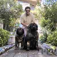 سگ قفقازی درشت فروش توله سه ماهه