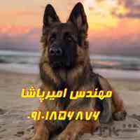 بزرگترین مرکز پرورش و فروش سگ گارد و نگهبان 