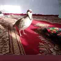 کبک کوهی ، کبک وحشی