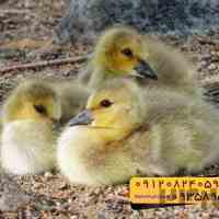 🐣🐣🐣 *جوجه غاز گوشتی*🐣🐣🐣