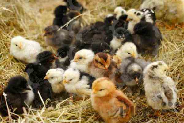 🐣🐣🐣 *جوجه مرغ بومی*🐣🐣🐣