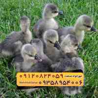 🐣🐣🐣 *جوجه غاز گوشتی*🐣🐣🐣