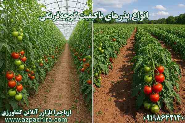 🍅 بذرهای گوجه فرنگی با کیفیت در ازپاچیرا