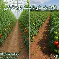 🍅 بذرهای گوجه فرنگی با کیفیت در ازپاچیرا