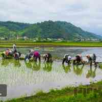 تهیه انواع برنج ایرانی با بهترین کیفیت و نازلترین قیمت