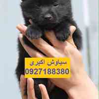 فروش توله سگ ژرمن شولاین مو بلند