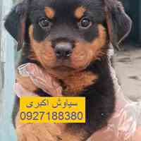 فروش توله سگ روتوایلر پوست چرمی