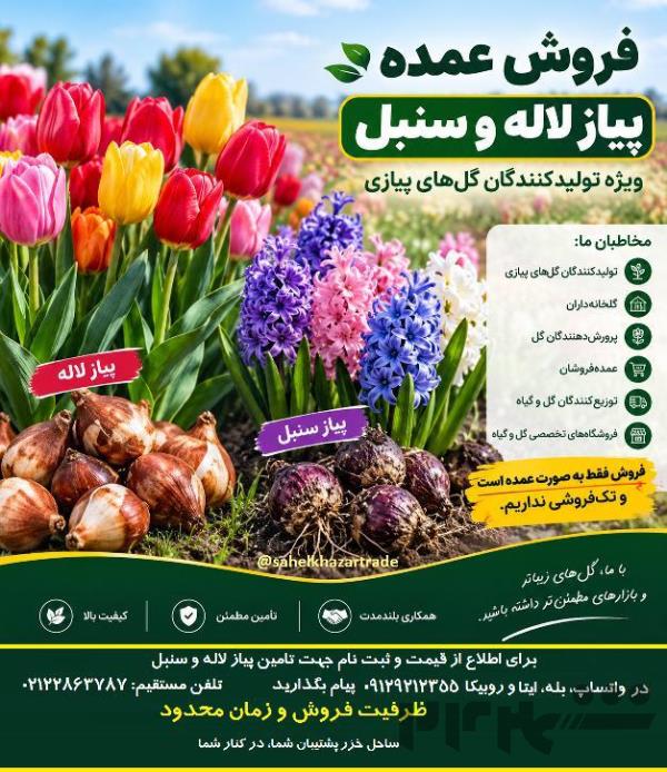 تأمین پیاز لاله و سنبل برای کسب‌وکارهای فعال در صنعت گل و گیاه