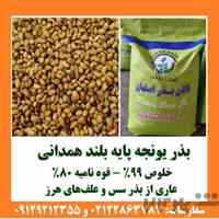 بذر یونجه رنجر پاکان بذر اصفهان؛ انتخاب بذر برای کشت یونجه