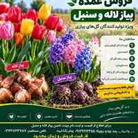 تأمین پیاز لاله و سنبل برای کسب‌وکارهای فعال در صنعت گل و گیاه