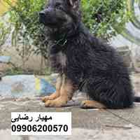توله ژرمن اصیل با ضمانت کتبی