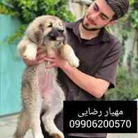 توله قفقاز سگ قفقازی درشت هیکل