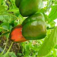 فروش سازه گلخانه طرح اسپانیایی 
