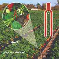 فروش گیره نشا توت فرنگی 