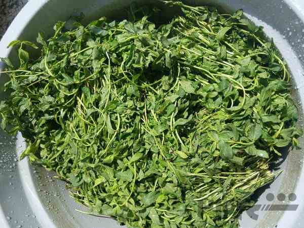 عرق نعنا خانگی