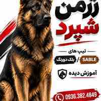 سگ ژرمن شپرد 