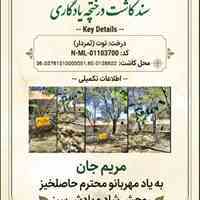 درختچه یادگاری نامیرا