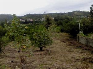  فروش زمین دررامسرخ منتهی به پارک جنگلی دالخانی