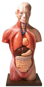  فروش انواع مولاژهای آموزشی دانشگاههاو مدارس