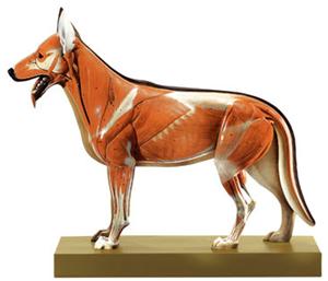  مولاژ حیوانات مولاژ انسان